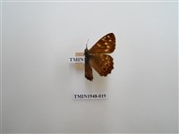 藏品(玉山幽眼蝶)的圖片